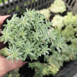 Sen đá cỏ trắng (cỏ may mắn)