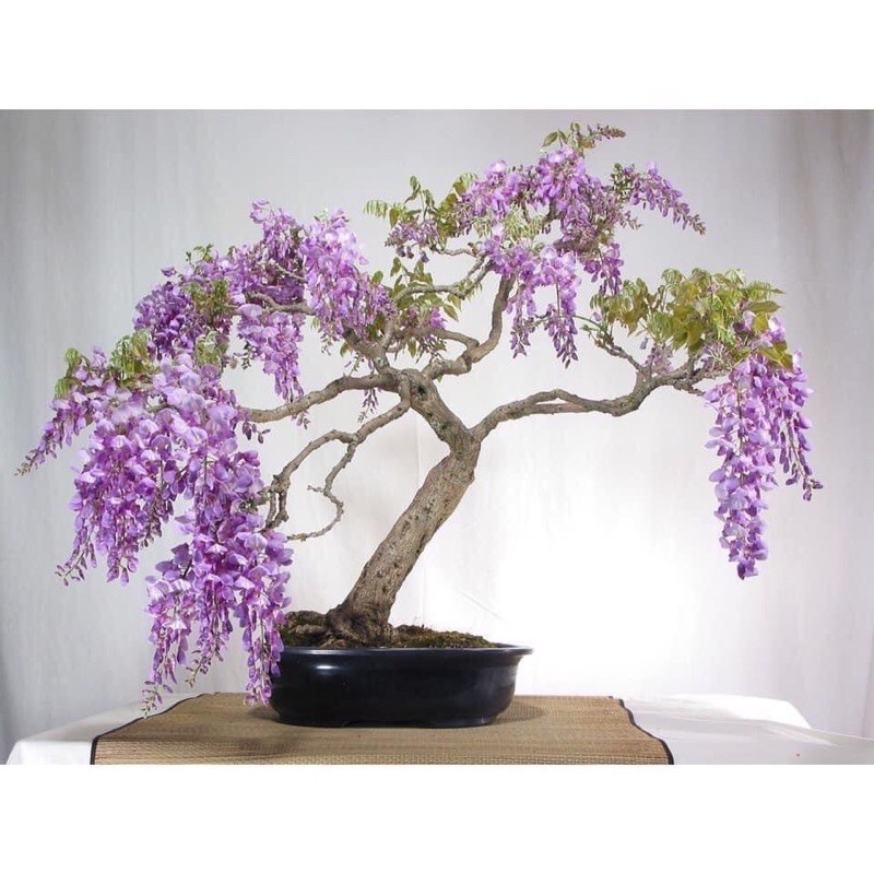 Cây giống hoa tử đằng