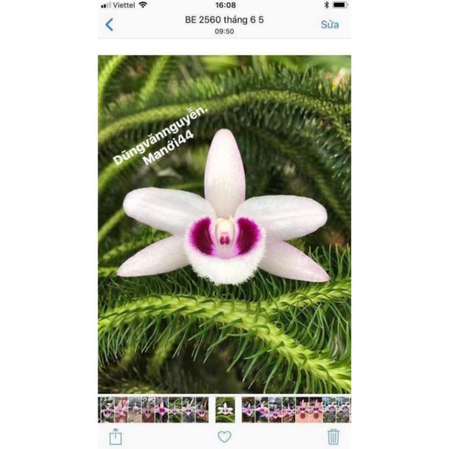 hoa phong lan - giả hạc ma lới