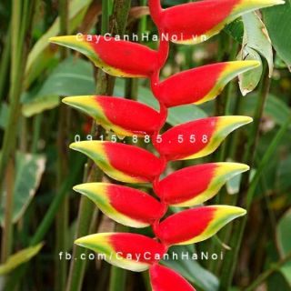 Chuối Phao.... Đỏ rực như 1 dây phao ngày Tết