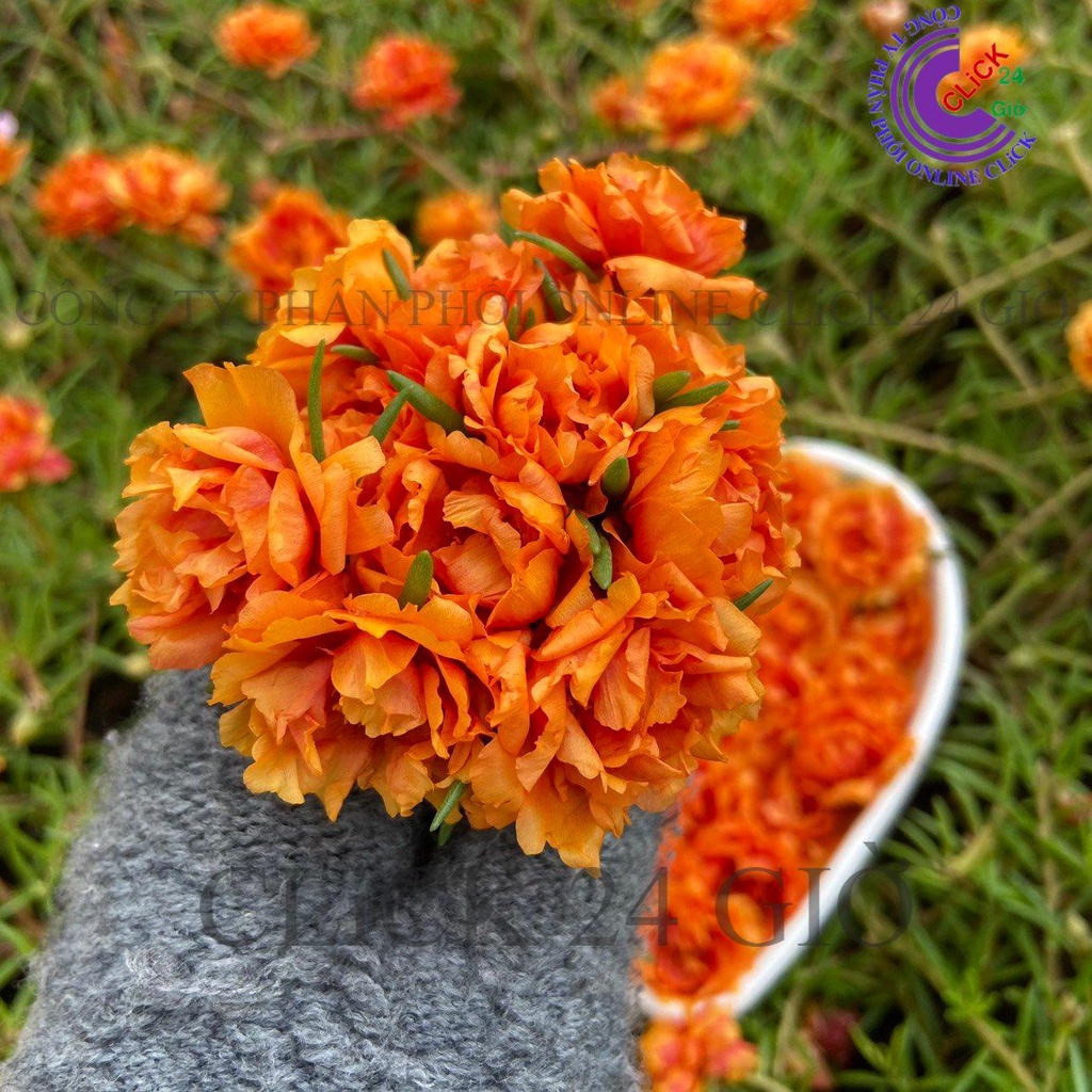 1 Ký Cành Giống Hoa Mười Giờ Thái Kép MÀU CAM ĐẬM Cành Tơ Siêu Khỏe Ra Rễ Sau 3 Ngày Hoa Mười Giờ Bonsai & Phụ Kiện