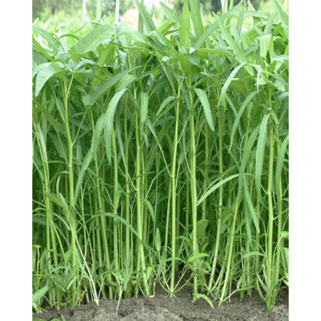 Hạt giống rau muống lá tre