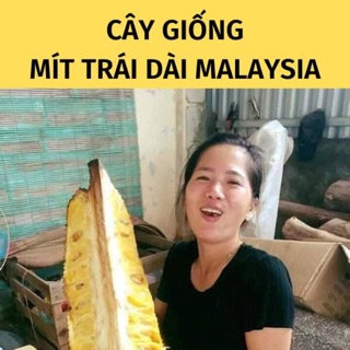 Mít malai khổng lồ