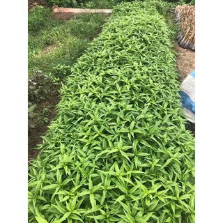 combo 20 cây hoàn ngọc trắng/đỏ