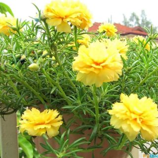 1kg cành Hoa 10 giờ màu Vàng - 50k