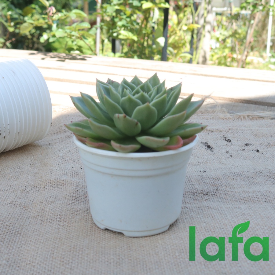 Combo 50 Chậu nhựa kích thước  chuyên trồng cây sen đá thành thấp LAFA chậu chuyên dùng ươm giống cây trồng