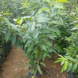 Cây lá vối nếp dùng làm trà thảo mộc thanh nhiệt- Trang trí sân vườn- Cây hoa kiểng Đồng Tháp