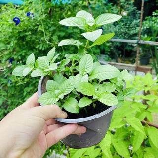 Cây giống xá xị - quế vị