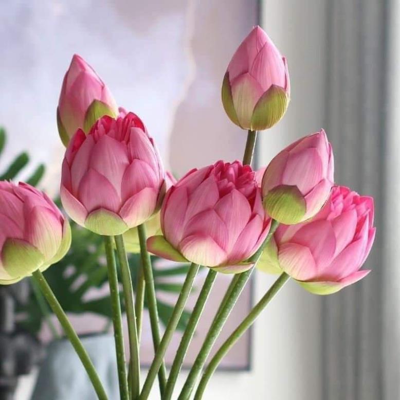 Hoa Sen giả bách diệp quan âm cao cấp màu trắng và hồng 1 cành dài 80 cm - Hoa lụa đẹp decor cắm lọ xinh chụp studio