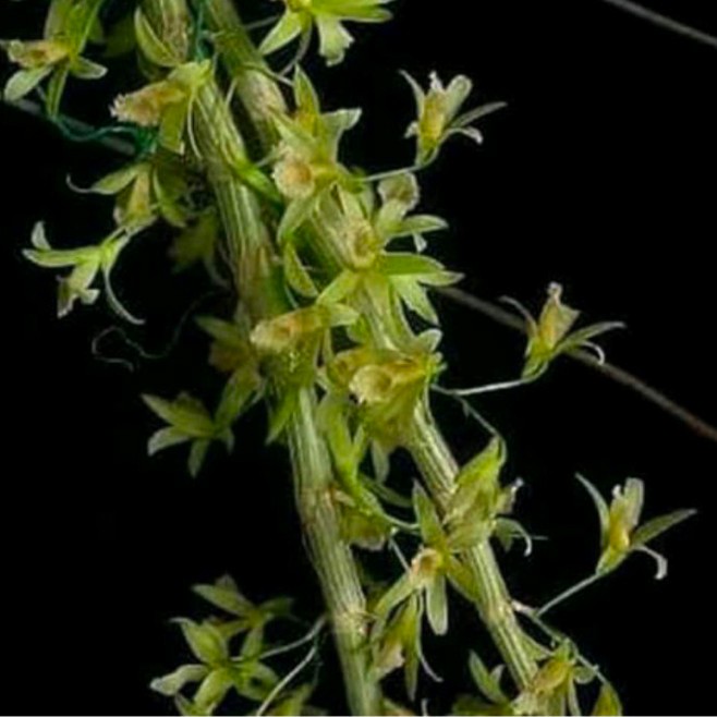 Đĩa Cd Tuyển Tập Các Bài Hát Của Dendrobium Orchid Stuartii