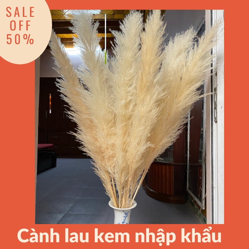 Cành Lau kem khô decor ⚡GIÁ GỐC⚡ Lau thật khô tự nhiên màu kem cực đẹ