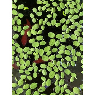15 cây Bèo thủy sinh (bèo giống hình)