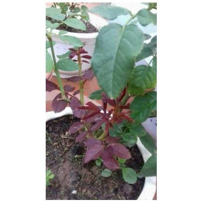 Keiki Duy Pro - Keiki Duy Spray Thuốc Kích Mầm, Kích Chồi