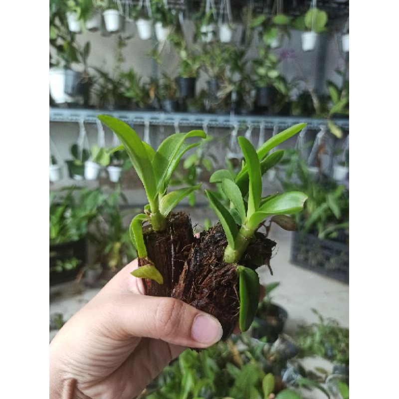 Hoa lan denro nắng thơm pensoda