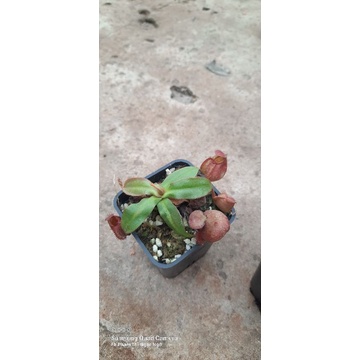 X  Nắp ấm
