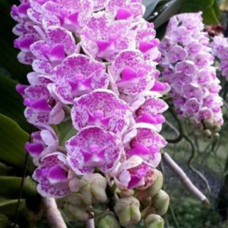 Ngọc điểm Thái - 4 cây 4 màu, cây lớn gấp đôi hình