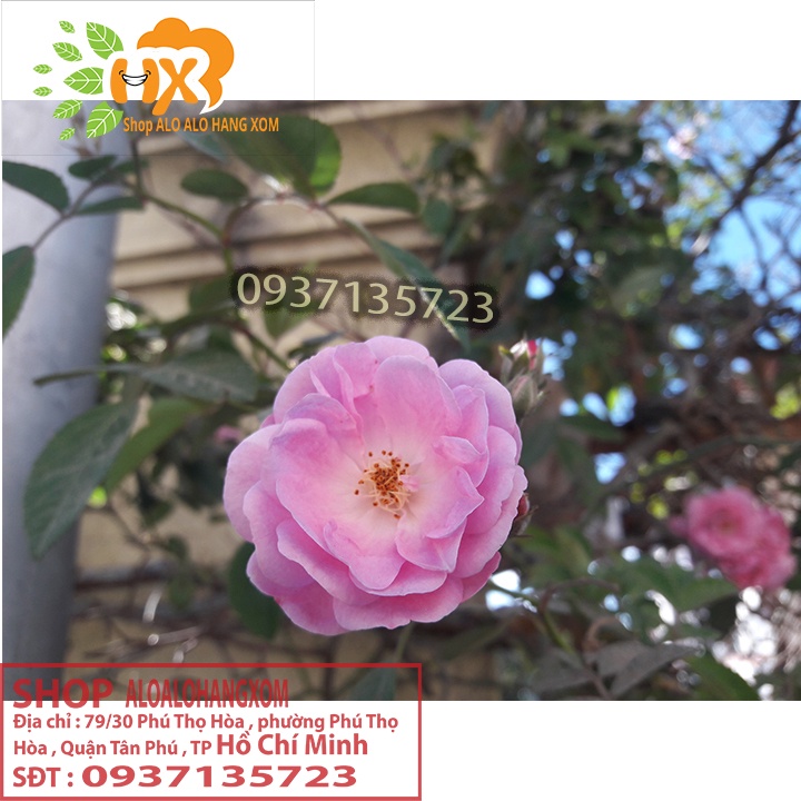 Combo 5 cây hoa hồng tầm xuân cây giống