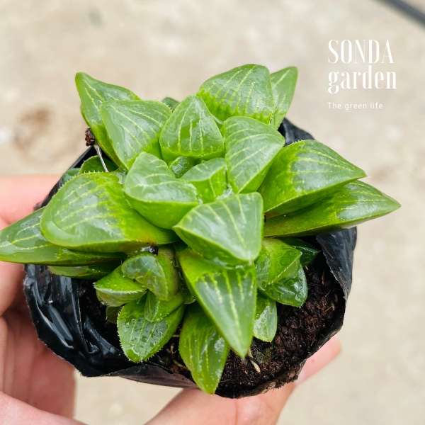 Sen đá guốc haworthia SONDA GARDEN size bé 5-7cm, xuất xứ Đà Lạt, khoẻ đẹp, lỗi 1 đổi 1đổi 1