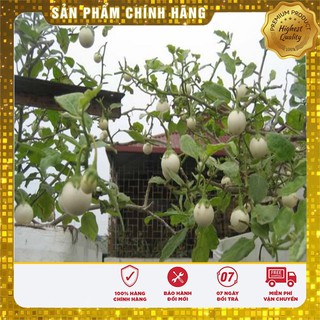 Hạt giống Cà Pháo Trắng 2gram