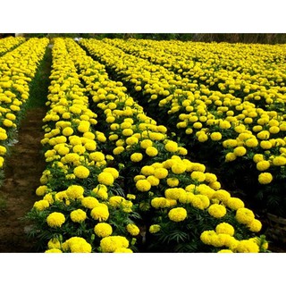Hạt Giống Cúc Vạn Thọ Mỹ (50 Hạt) - [MUA 3 TẶNG 1 CÙNG LOẠI]