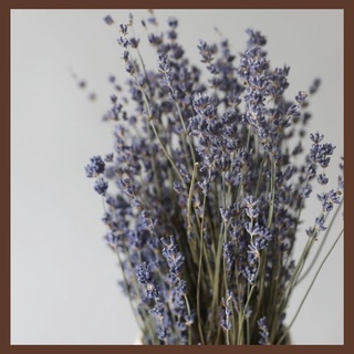 LAVENDER🌸20 Cành Hoa Oải Hương Khô