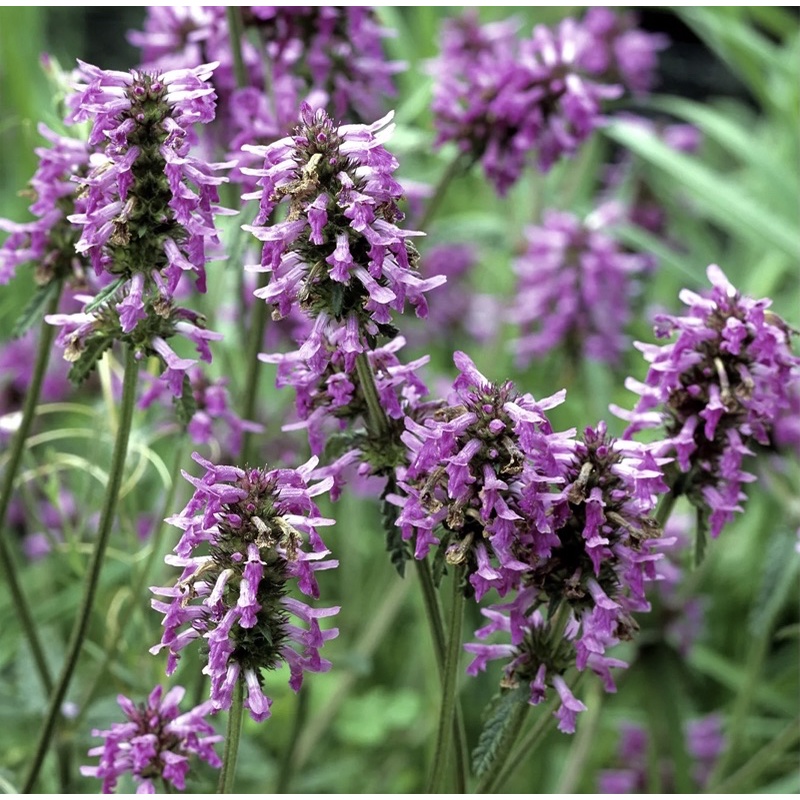 Nước hoa Pháp hương gỗ hoắc hương Patchouli_Fragonard 20ml hàng Pháp