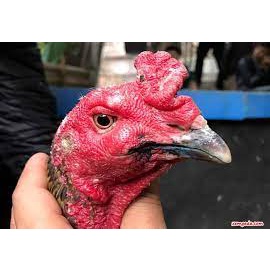 VIOLET cho gà xướt mép , xói bội , lở mép