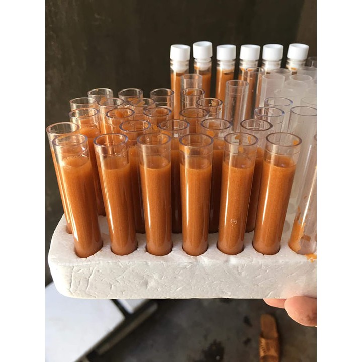 Combo 10 Ống trữ artemia