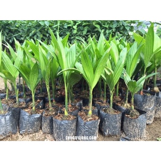 Cây giống cau lùn tứ quý