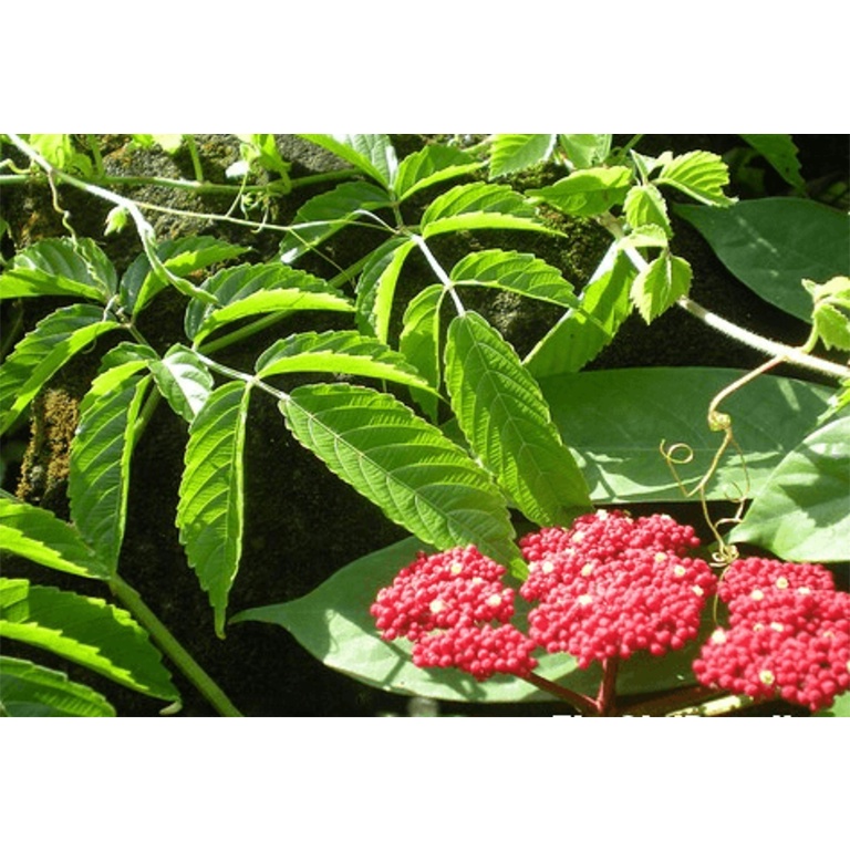 Cây gối hạc khô 1 kg