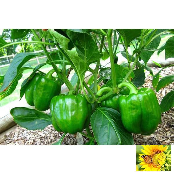 ỚT CHUÔNG Cao Sản F1