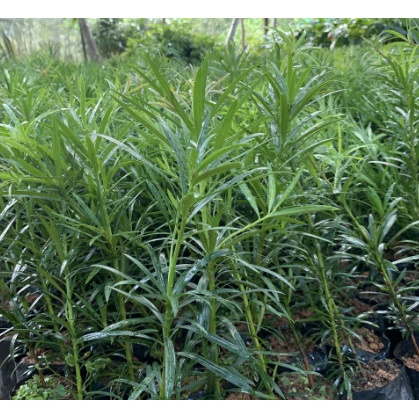 CÂY TÙNG LA HÁN giống