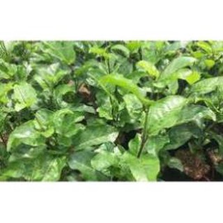 CÂY GIỐNG CHANH LEO TÍM