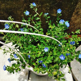 Hoa Thanh Tú (Blue Daze)