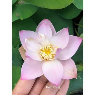 Củ sen mini Keelin