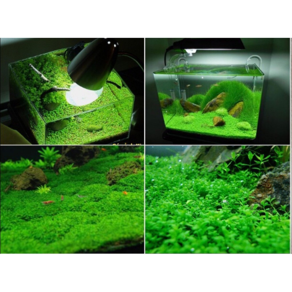 Hạt Giống Thủy Sinh Trân Châu Ngọc Trai