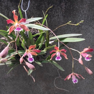 Hoa lan củ tỏi màu gạch vòi hoa phân nhánh thơm ngọt