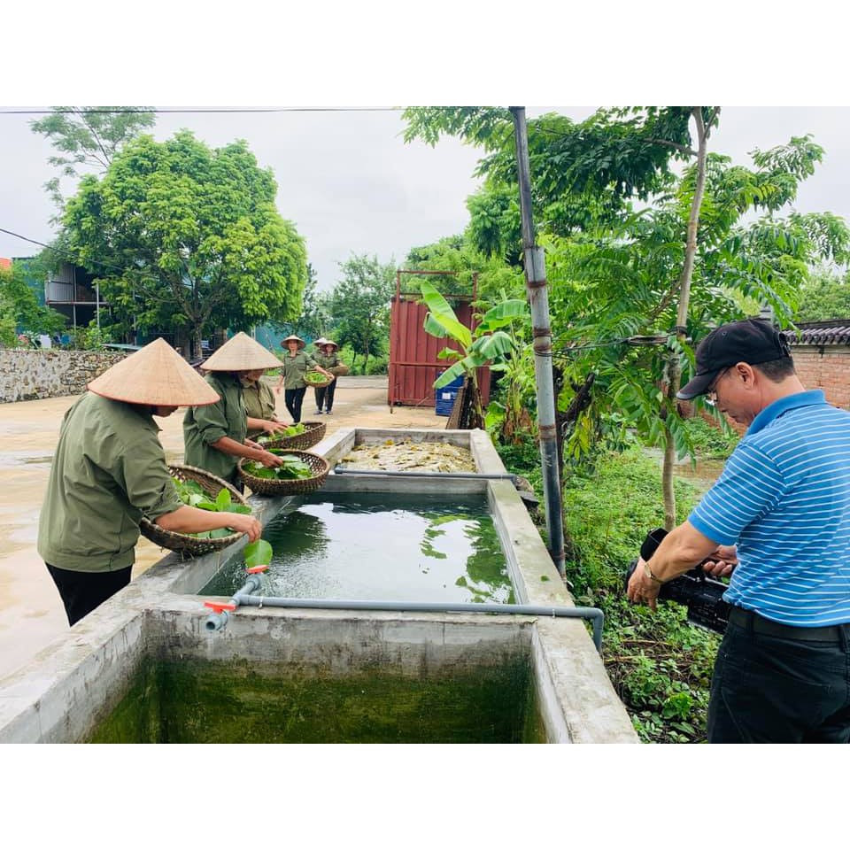 Lá Bồ Đề Chùa Dưỡng uẩn ở Sư Vạn Hạnh  AN KHANG THỊNH VƯỢNG - VẠN SỰ BÌNH AN- THUẬM BUỒM XUÔI GIÓ làm lì xì tết, quà tết