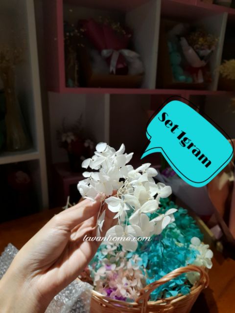 Hoa khô cẩm tú cầu ướp - decor, cắm trang trí, làm resin, chụp hình sản phẩm, làm tranh, trang trí thiệp