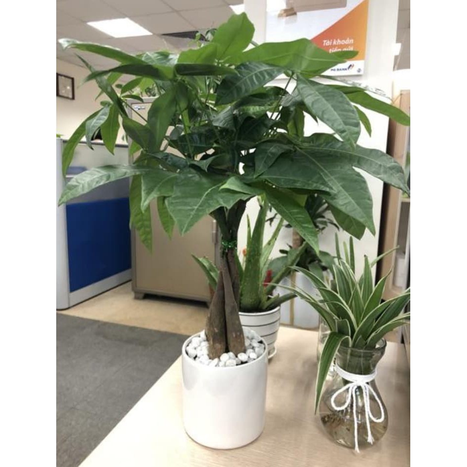 Cây Kim ngân hợp mệnh gì và Ý nghĩa phong thủy của cây Kim ngân 6