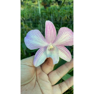 HOA LAN DAZANG SỌC HỒNG