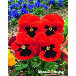 Hạt giống hoa Viola mix [CHẤT LƯỢNG]