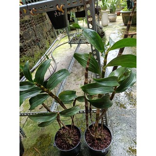 LAN RỪNG KIỀU  TÍM ( 1cụm)
