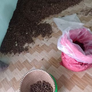2kg hạt ươi bay chuẩn 100%