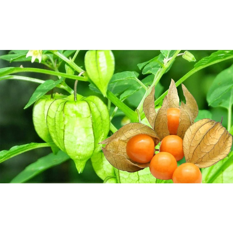 Thù Lù 1Kg - Uy Tín Chất Lượng