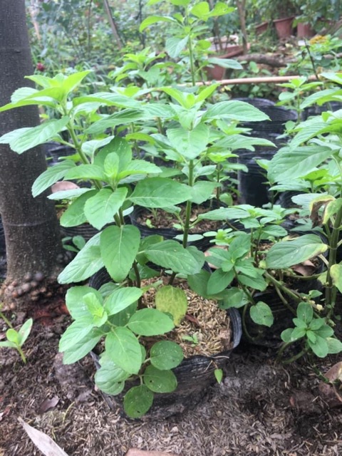 Cây giống bạc hà