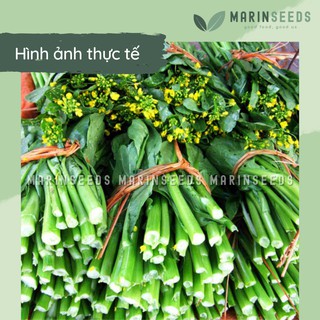 Hạt giống cải ngồng ngọt, thân mập (10gram, 20gram)
