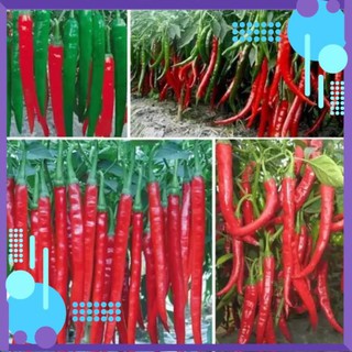 Hạt giống Ớt Hàn Quốc _ Ớt siêu dài siêu quả siêu cay .