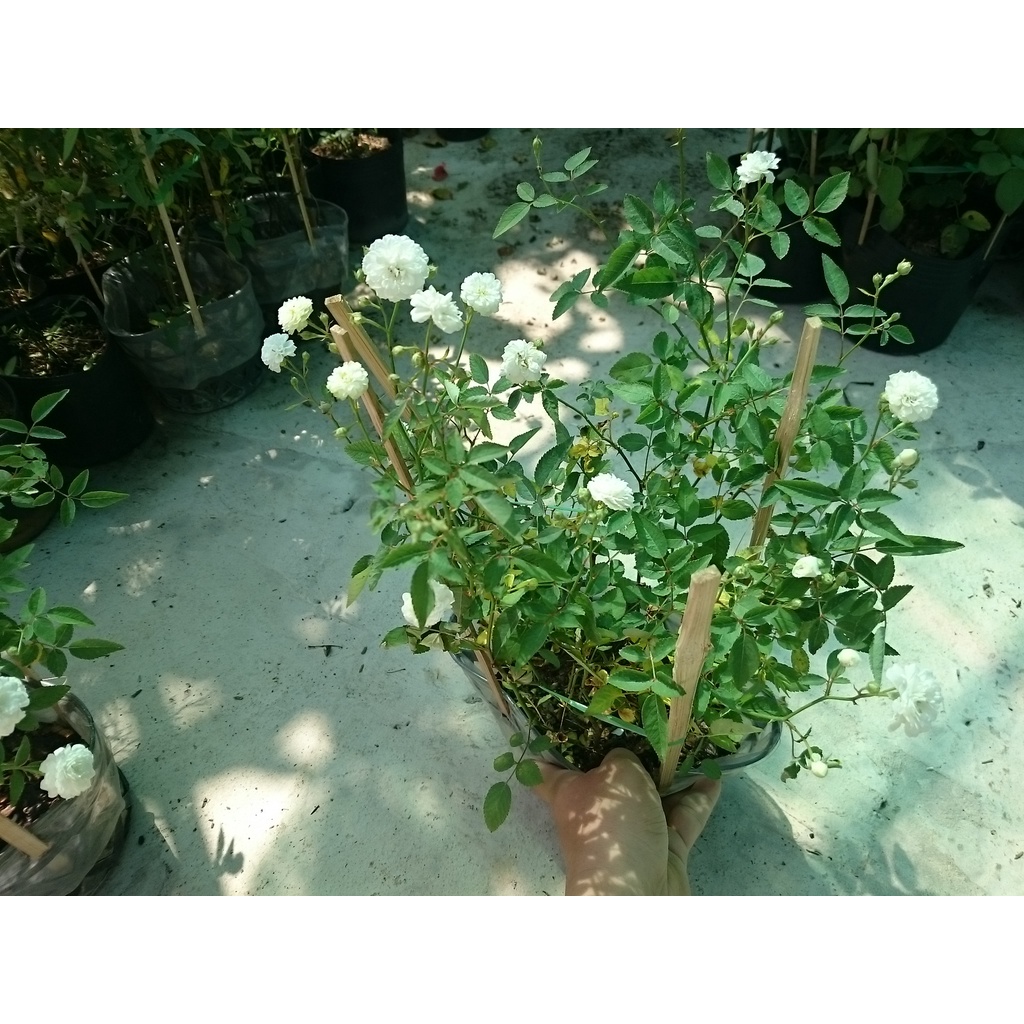 Cây Hồng Bạch Trà - cây cảnh để bàn - caykiengsadec