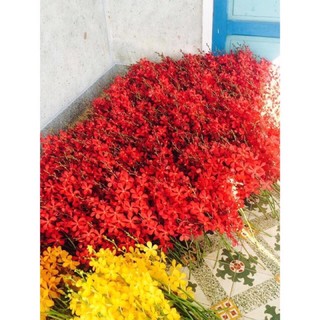 lan mokara đỏ cây giống